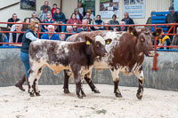 16 - lot 26 First Prize Cow and Calf Runleymill Miss Ramsden sold for 2500gns